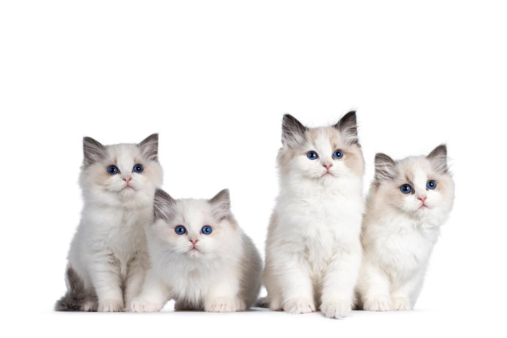 Four Cute Little Ragdoll Cats Sitting