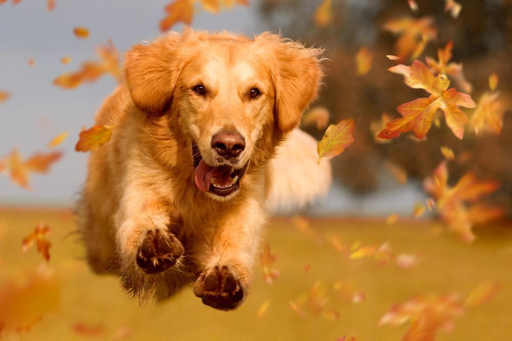What health issues do goldern retrievers have