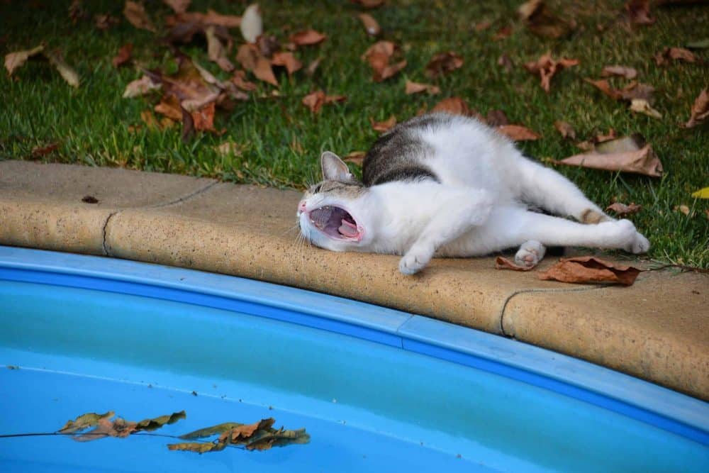 lethargy in cats - cat near pool