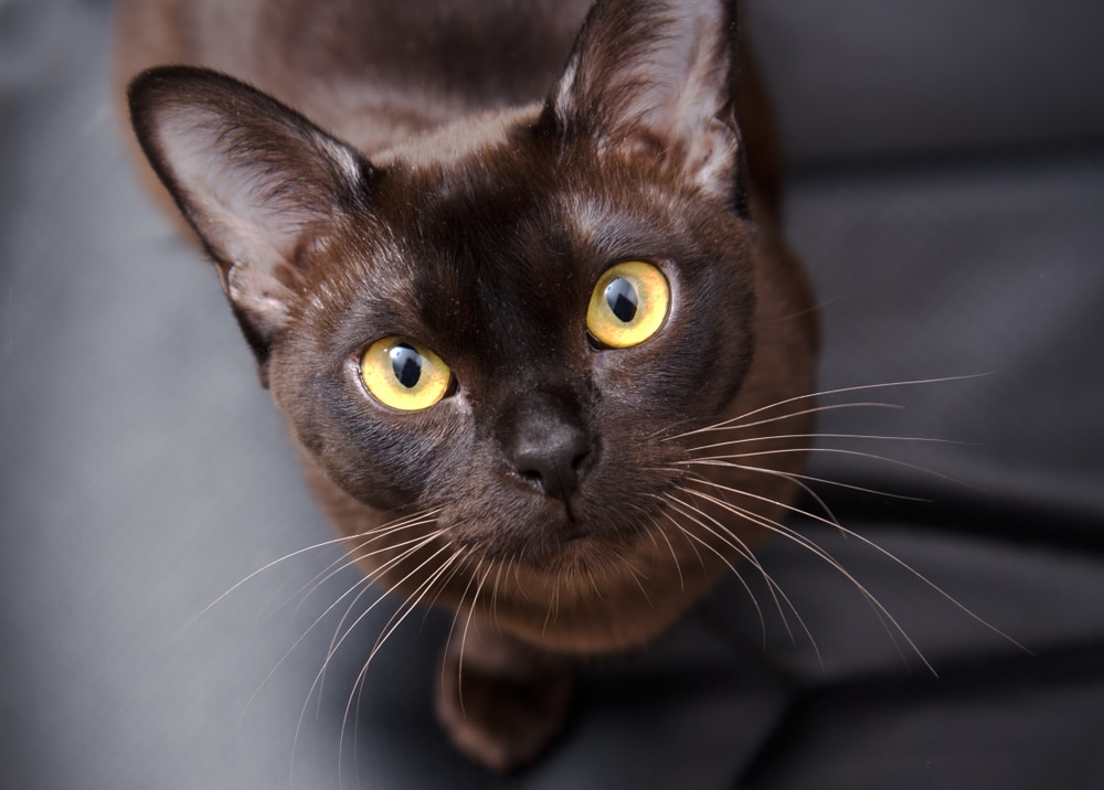 Personality of Burmese Cats - A cute black Burmese cat Looking up