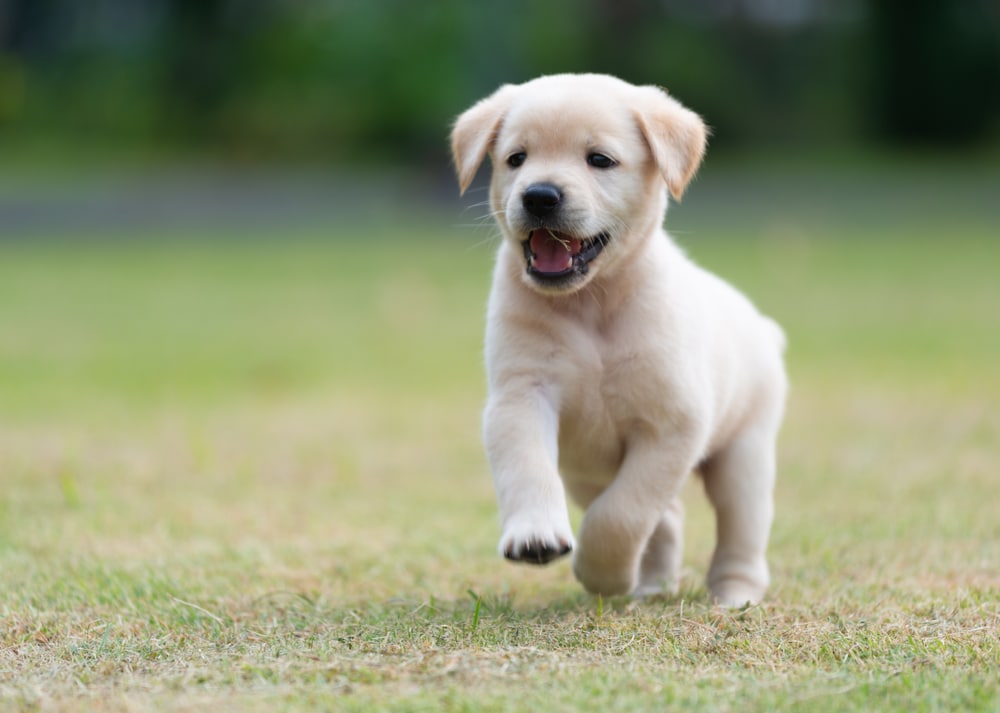 Labradors as Guard Dogs – Trustworthy or Treacherous?