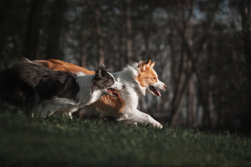 Are border collies good pets for you - two dogs running
