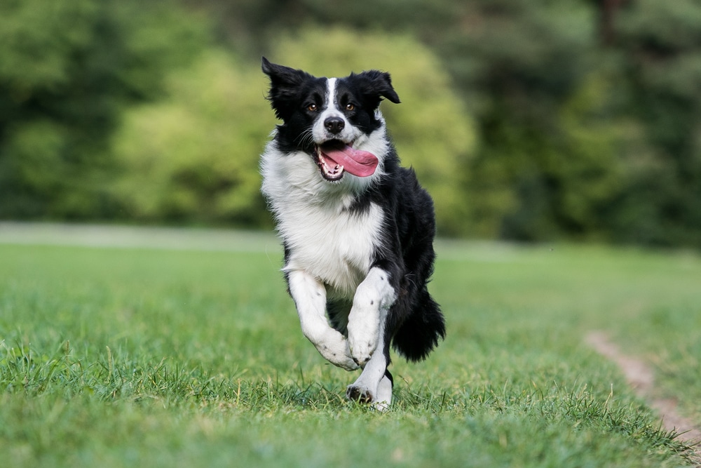 How much exercise does a border collie need - border collie dog running