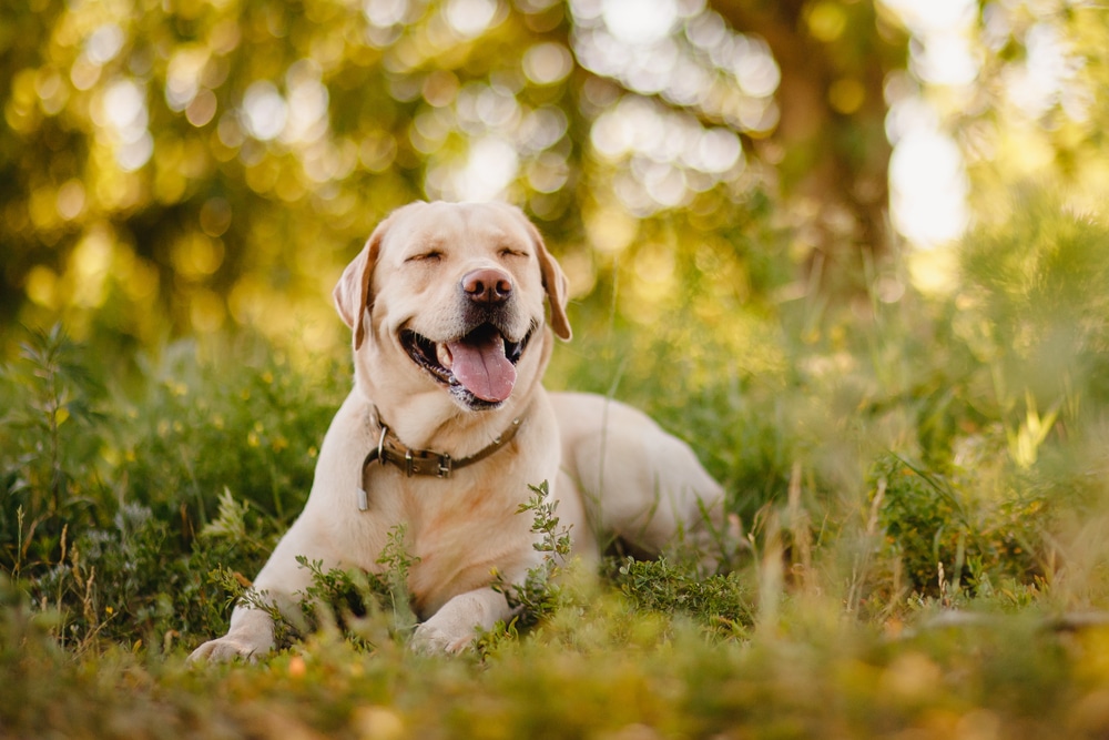 Labrador female best sale periods time