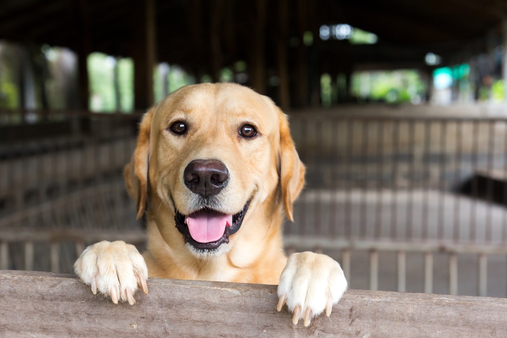 The Top Five Tips for Choosing the Perfect Labrador Retriever - brown dog standing