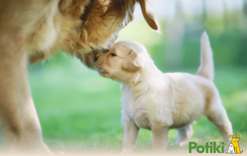 A golden retriever caressing her pup