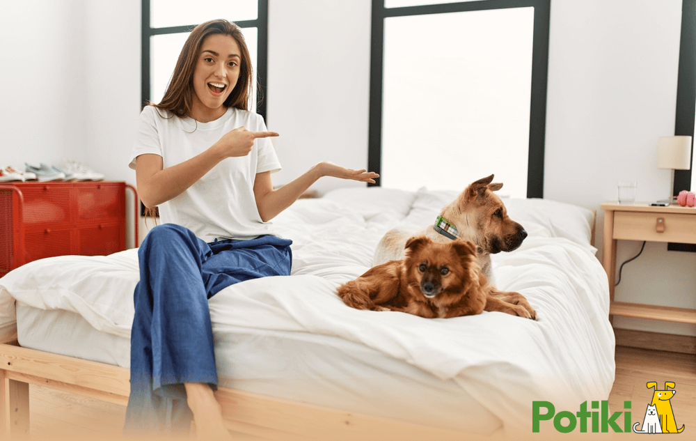 How to Compare Pet Insurance plans in Australia?