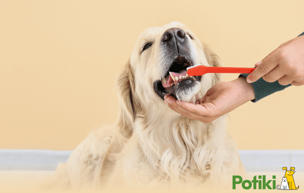 A golden retreiver getting his teeth brushed