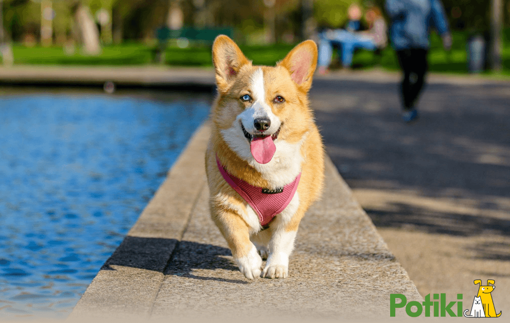 Dog running on a road