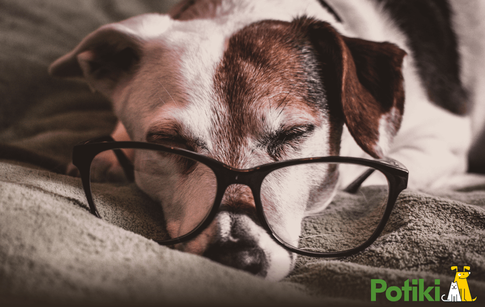 Pet Insurance For Your Senior Canine Companion