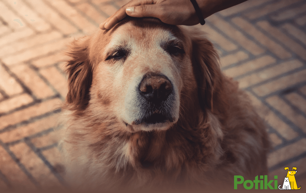 Dog Insurance TC Pet Insurance for Older Dogs