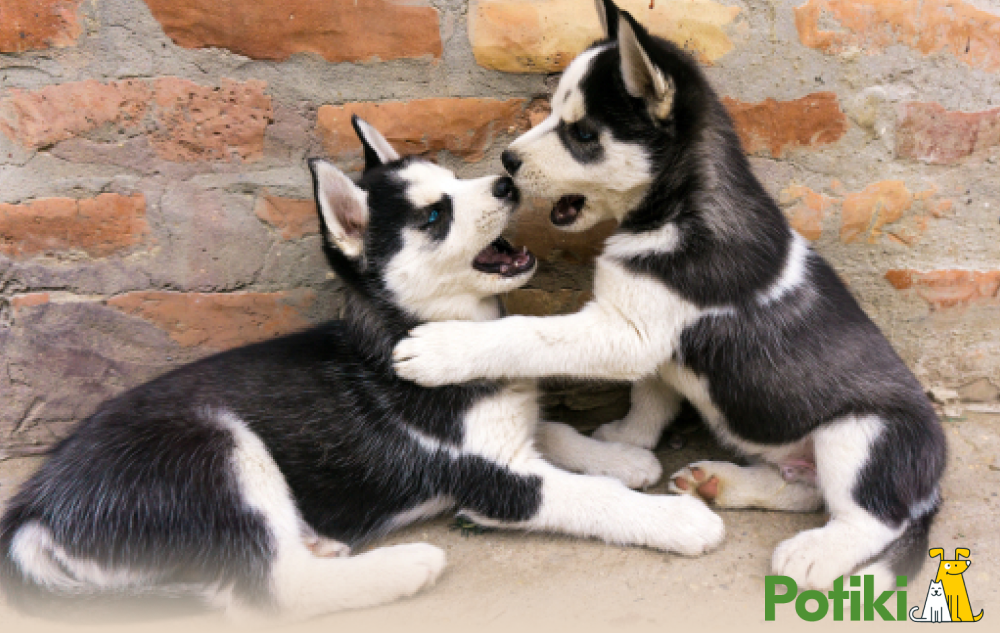 Two puppies playing