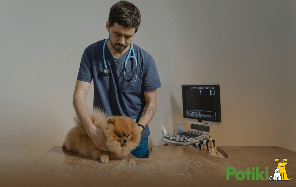 Doctor checking a guide dog with pet insurance