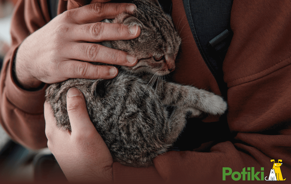 Brown cat with its owner