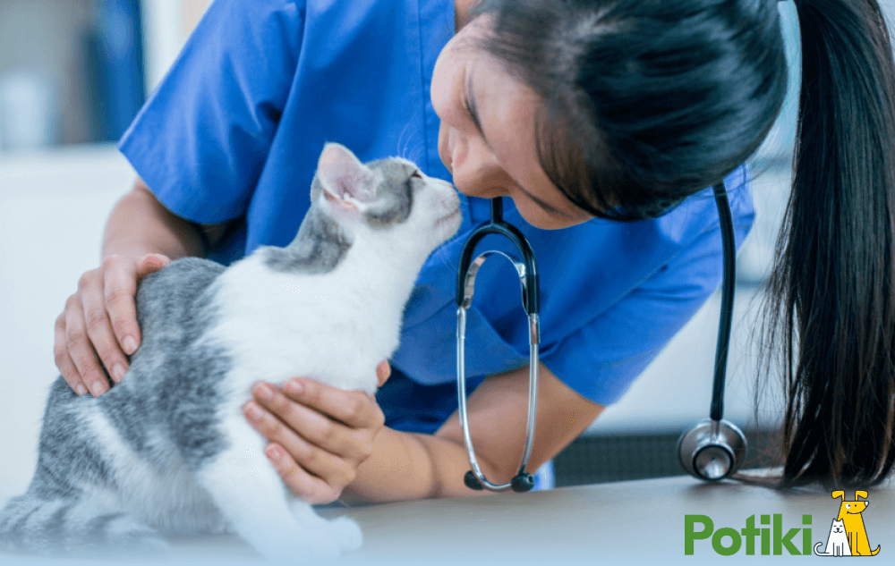 A vet nurse treating a cat