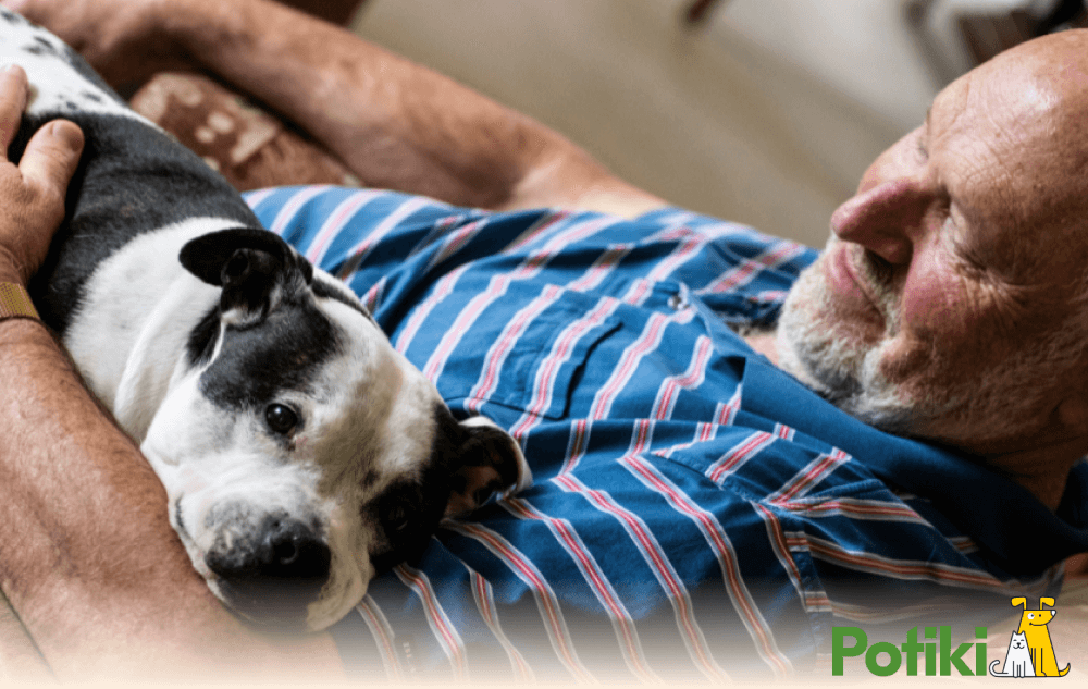 What factors should you consider before buying a senior pet insurance?
