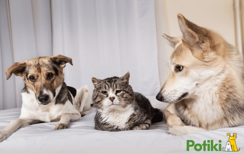 Three aged cats and dogs sitting together