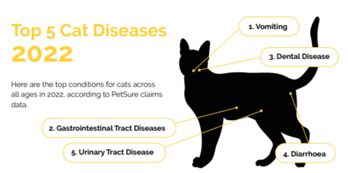 Top 5 everyday cat diseases