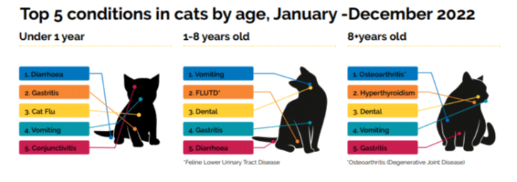 Top 5 common conditions in cats in different ages