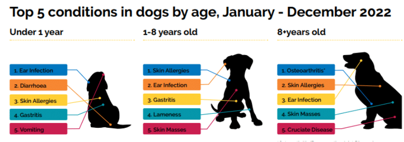 Top 5 common conditions in dogs in different ages