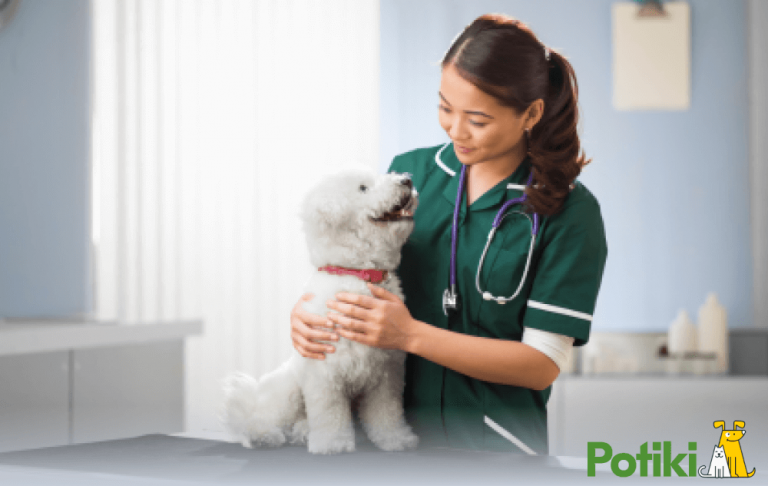 Pet Insurance Coverage: Protecting Your Pet's Health And Your Wallet ...