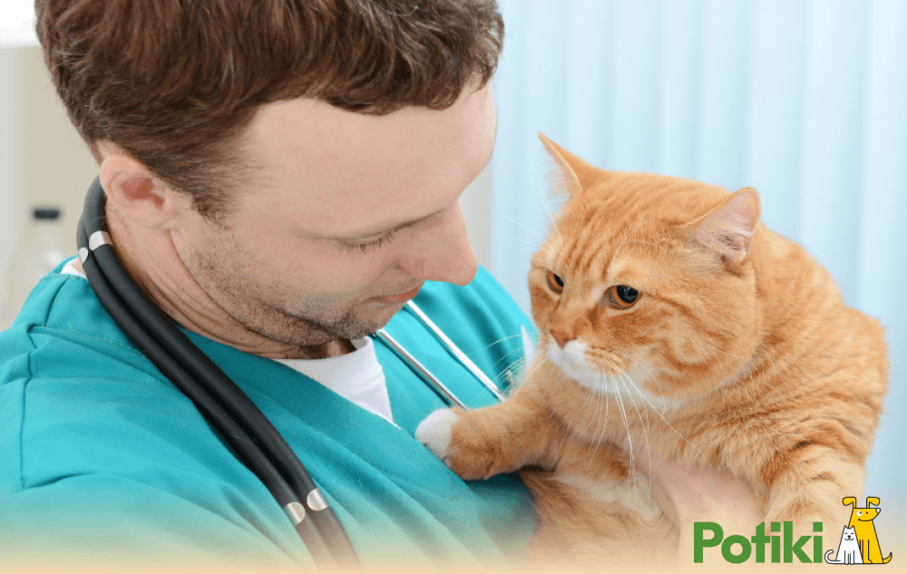 A doctor inspecting a tabby cat