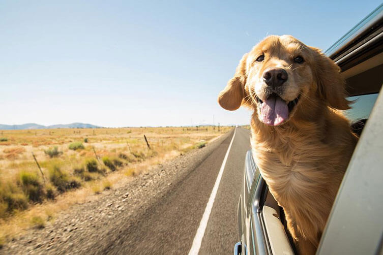 7 Tips For Ensuring Your Golden Retriever Lives A Long, Happy Life - Golden Retriever dog watching outside car window