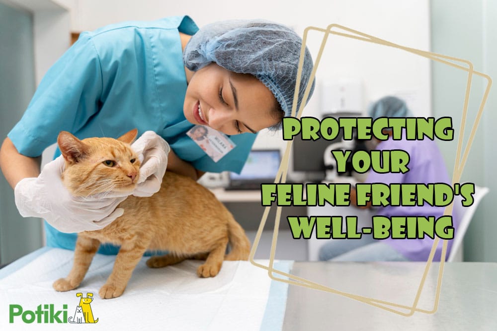 Importance of Animal Health Insurance for Cats in Australia
