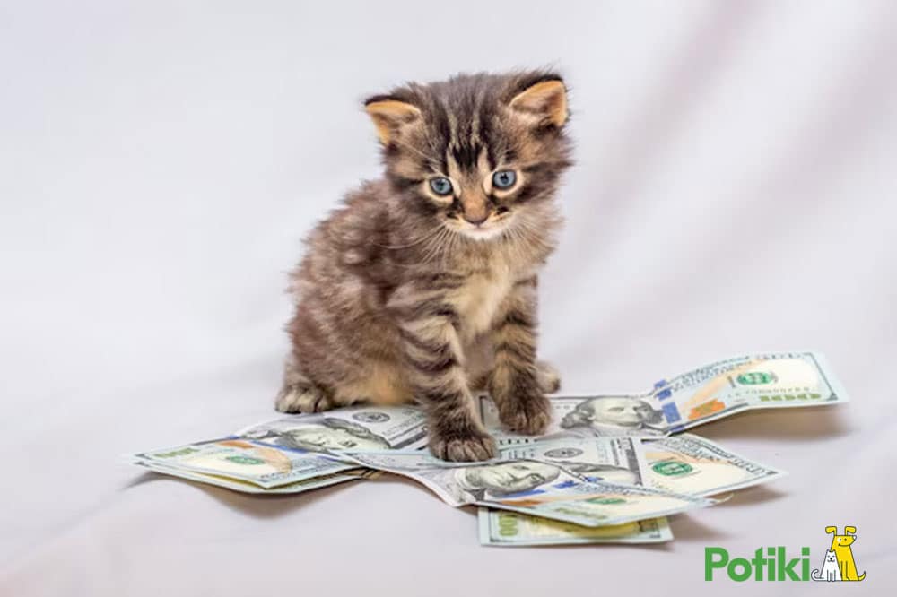 cat insurance cost