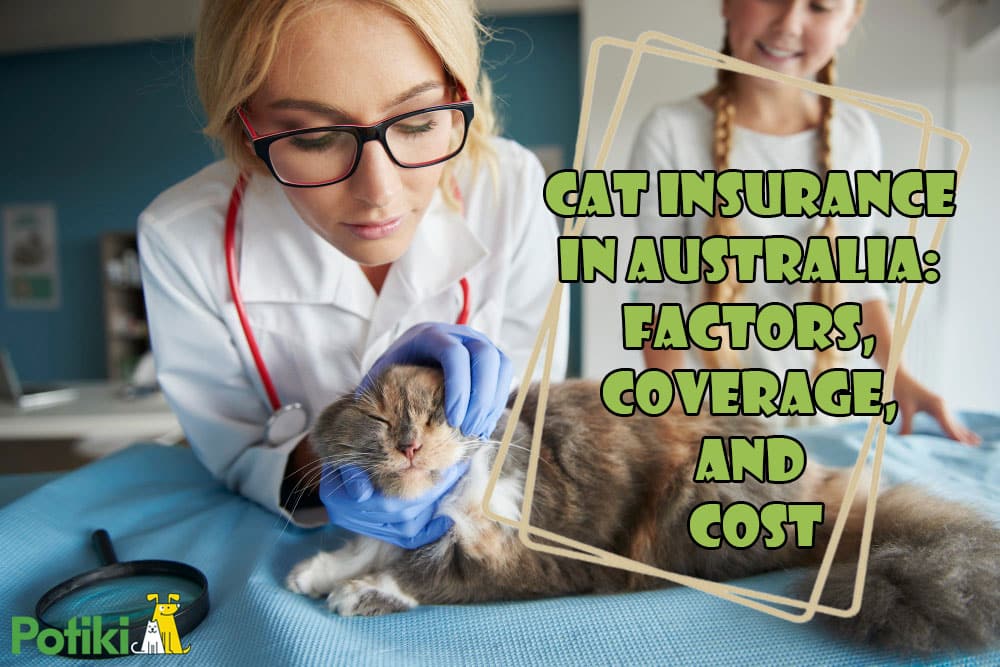 Understanding Cat Insurance in Australia: Factors, Coverage, and Cost