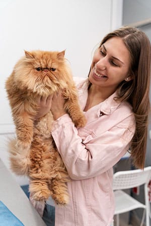 cats insurance plan at potiki pet insurance