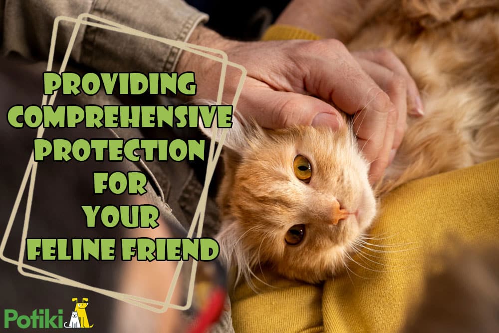 Comprehensive Protection: The Importance of Indoor Cat Insurance for Your Feline Friend