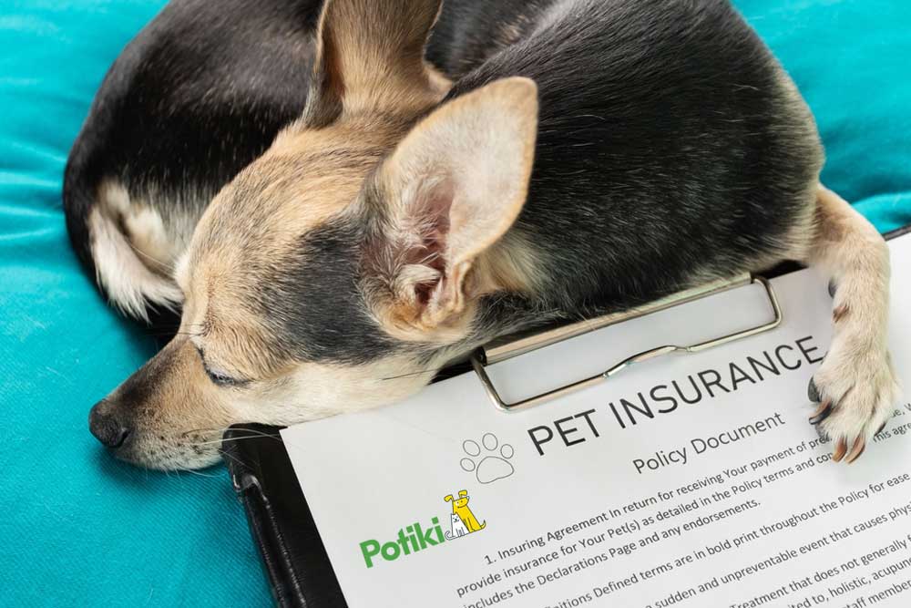 dog health insurance coverage