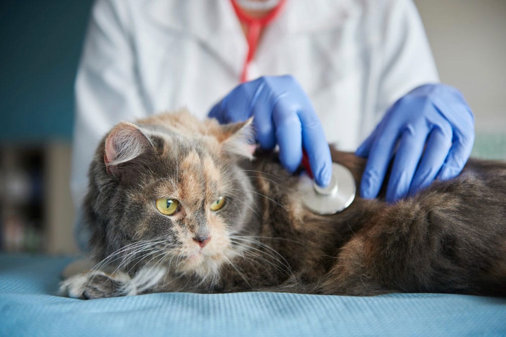 older cats health issues and conditions