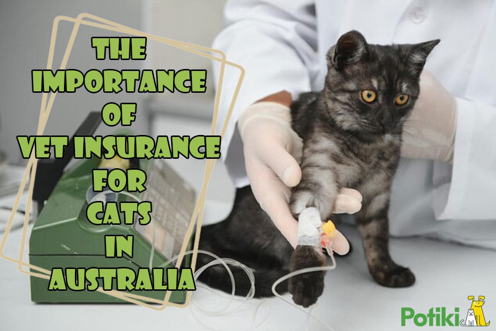 The Importance of Vet Insurance for Cats in Australia