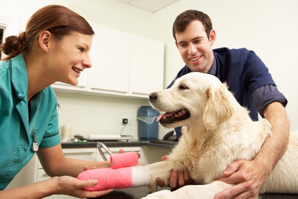 Is Pet Insurance Worth In Australia - two doctors and a dog image