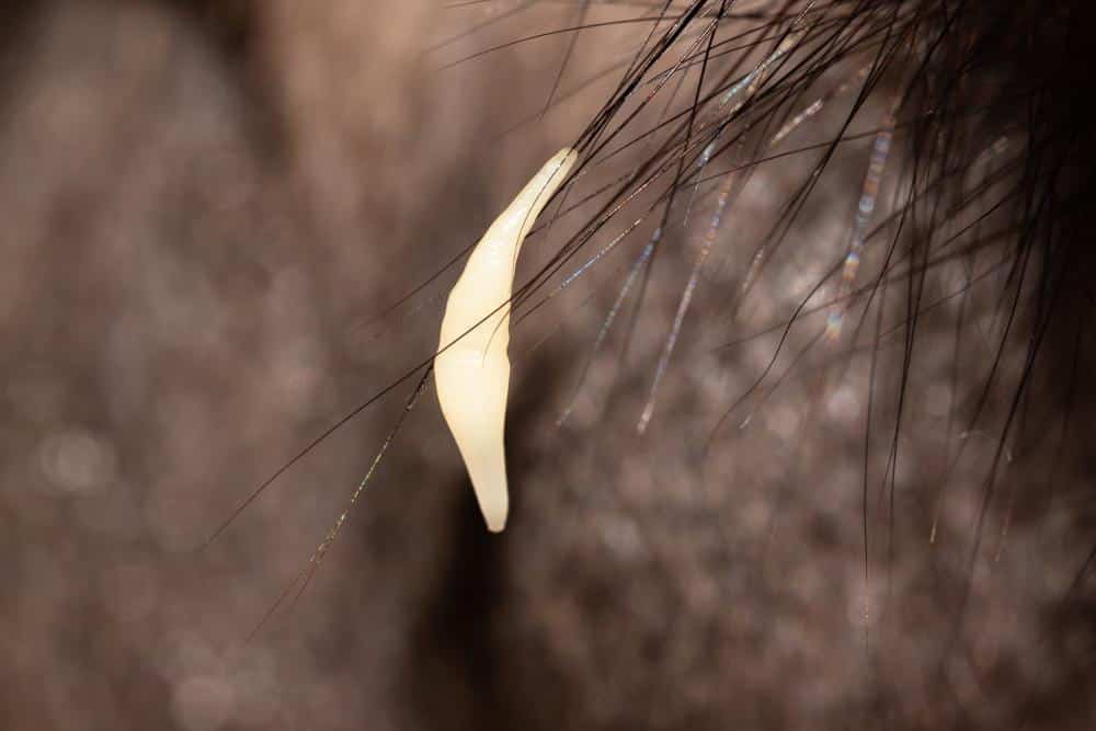 Tape worm in cats - a white tape worm on cats fur