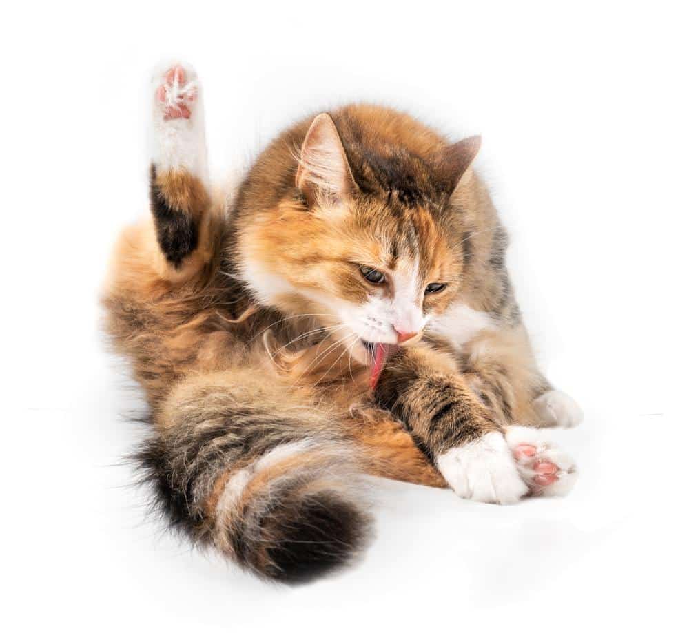 Tape worm in cats - a brown cat playing