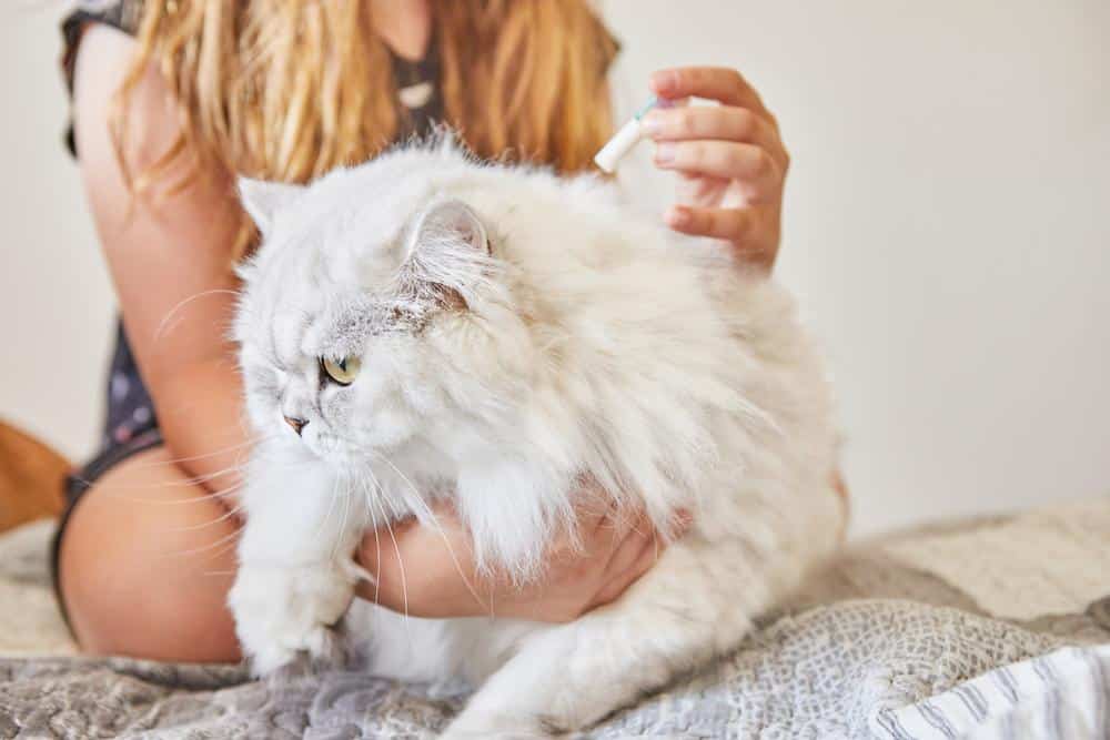 Tape worm in cats - white cat