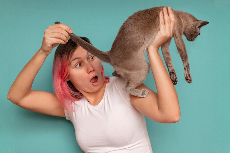Tapeworm in cats - Women checking tapeworm in brown cat