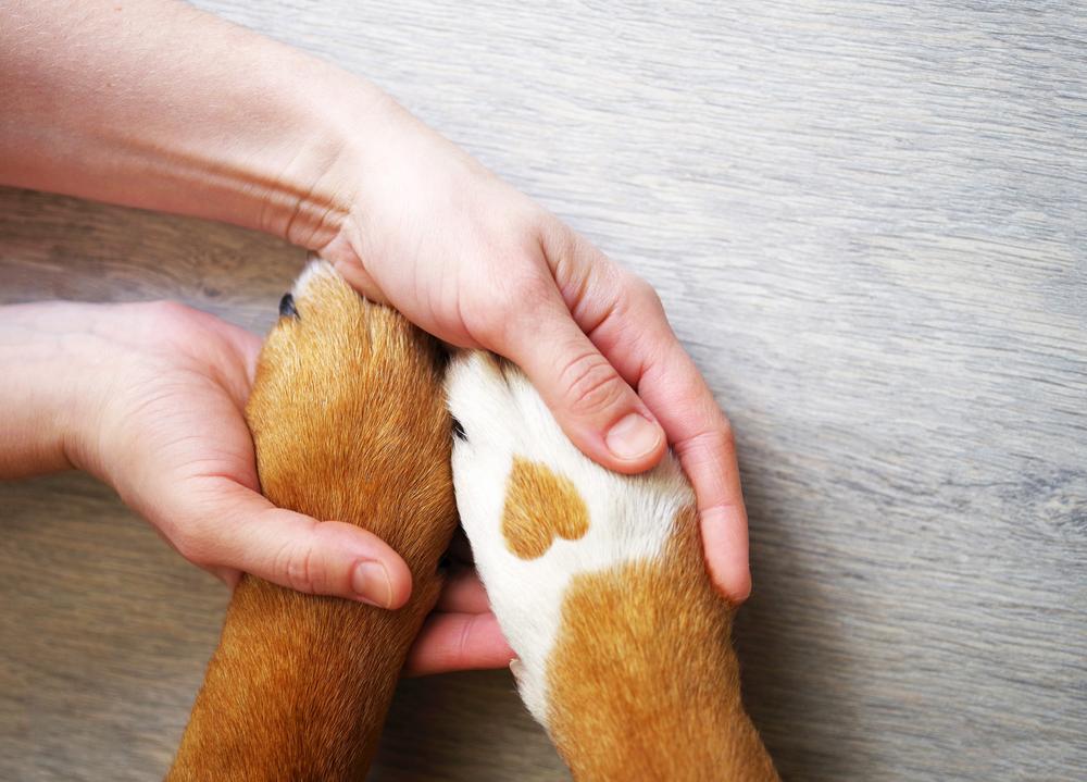 Is Pet Insurance Worth In Australia - Girls hand with dog image