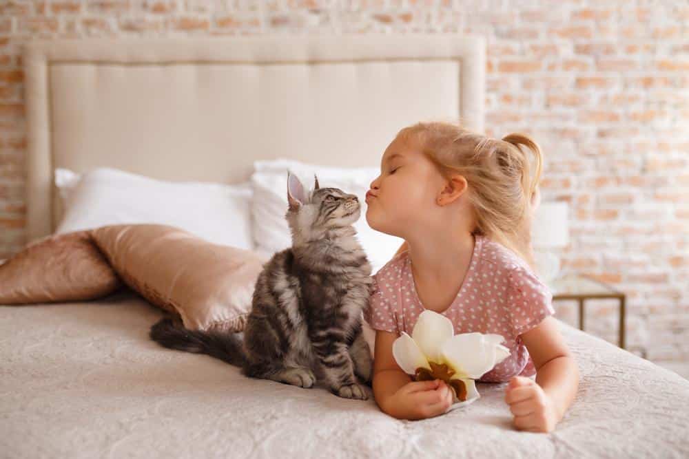 Tape worm in cats - cat playing with girl