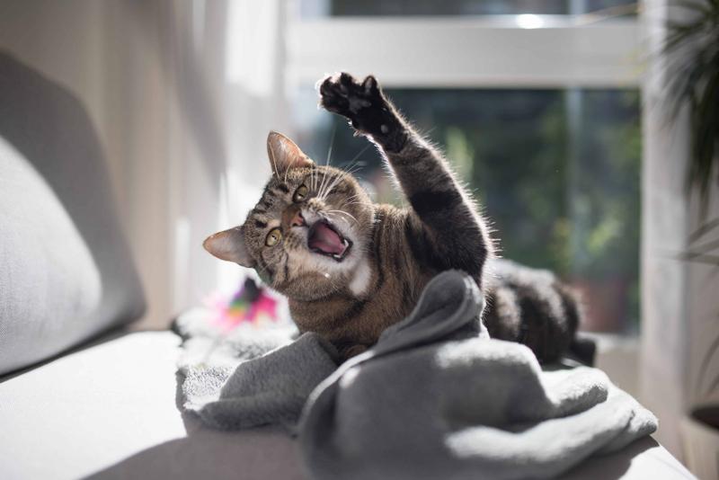 treatment of seizure in cats - signs of seizures in cats