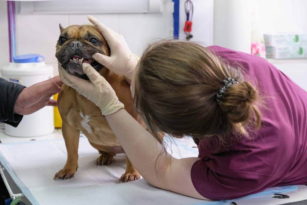 Dog periodontal insurance