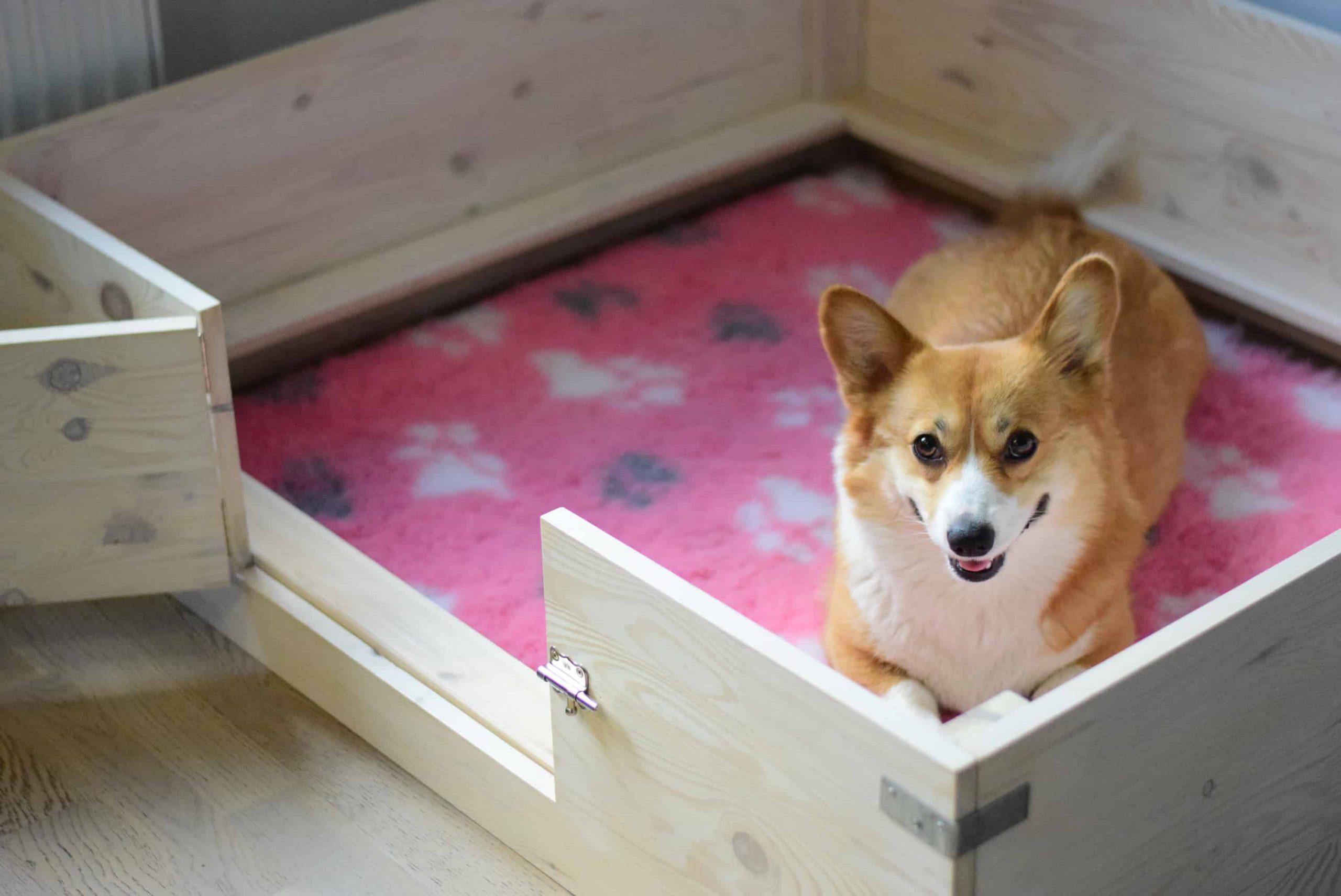 What to do if your dog is pregnant - pregnant dog