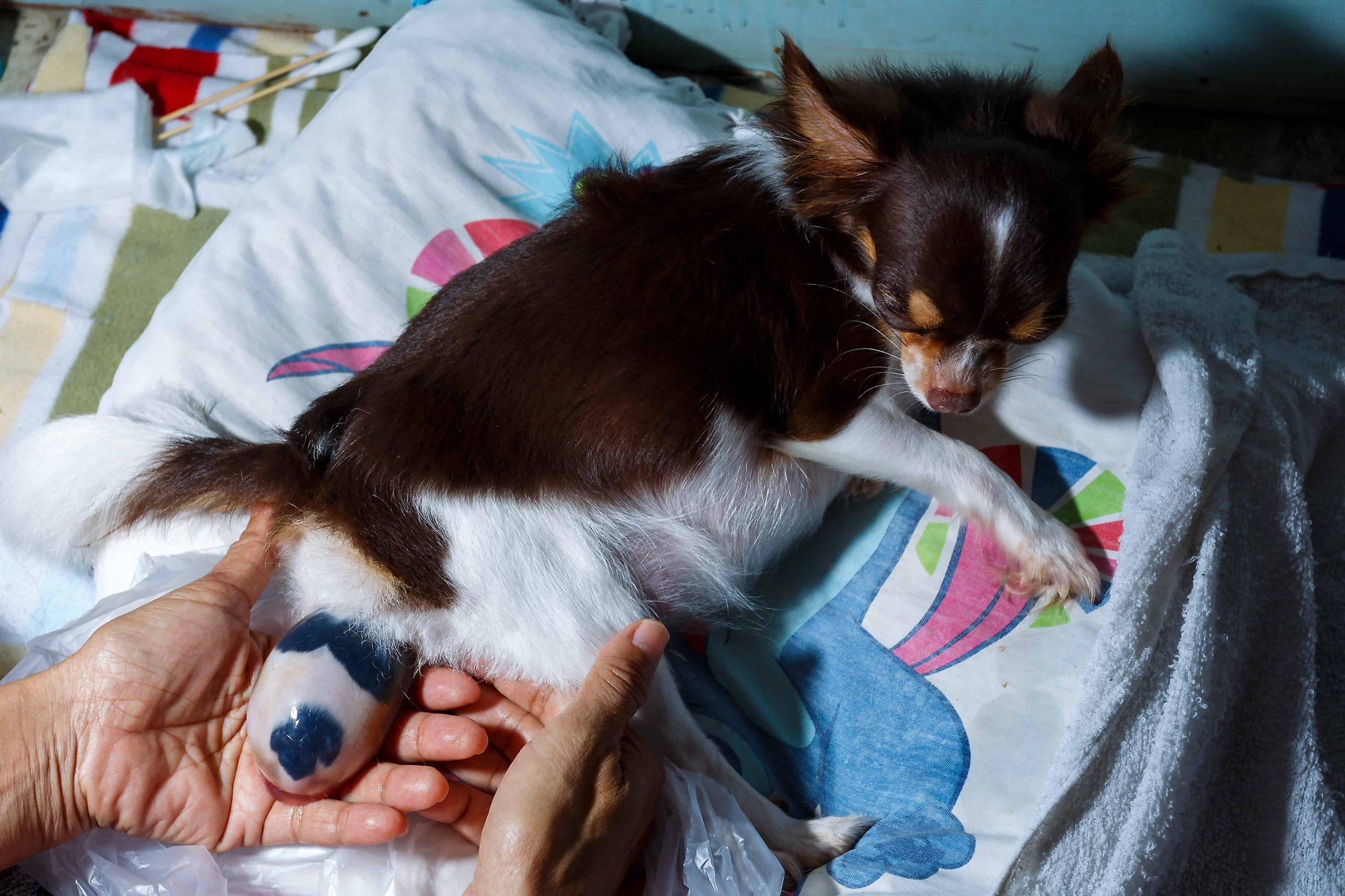 What to do if your dog is pregnant - image shows pregnant dog