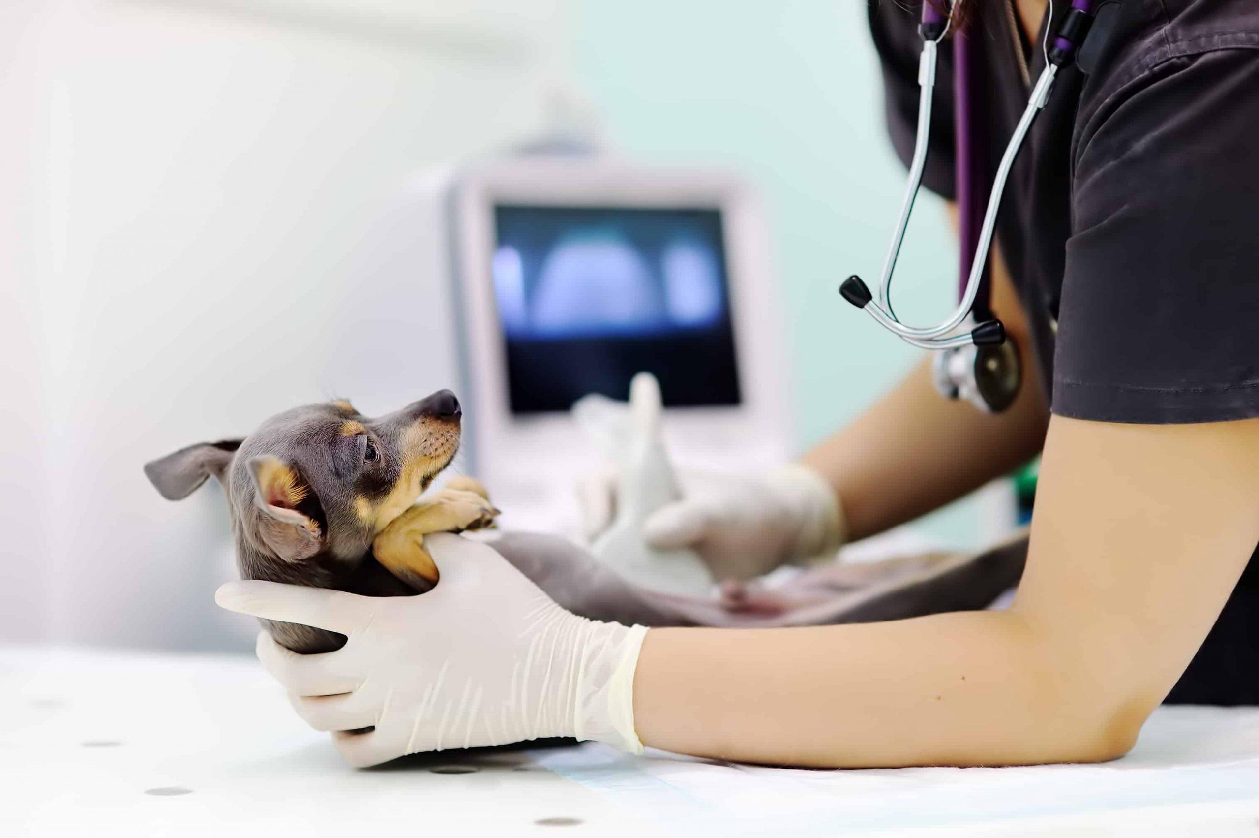 vet checking pregnant god