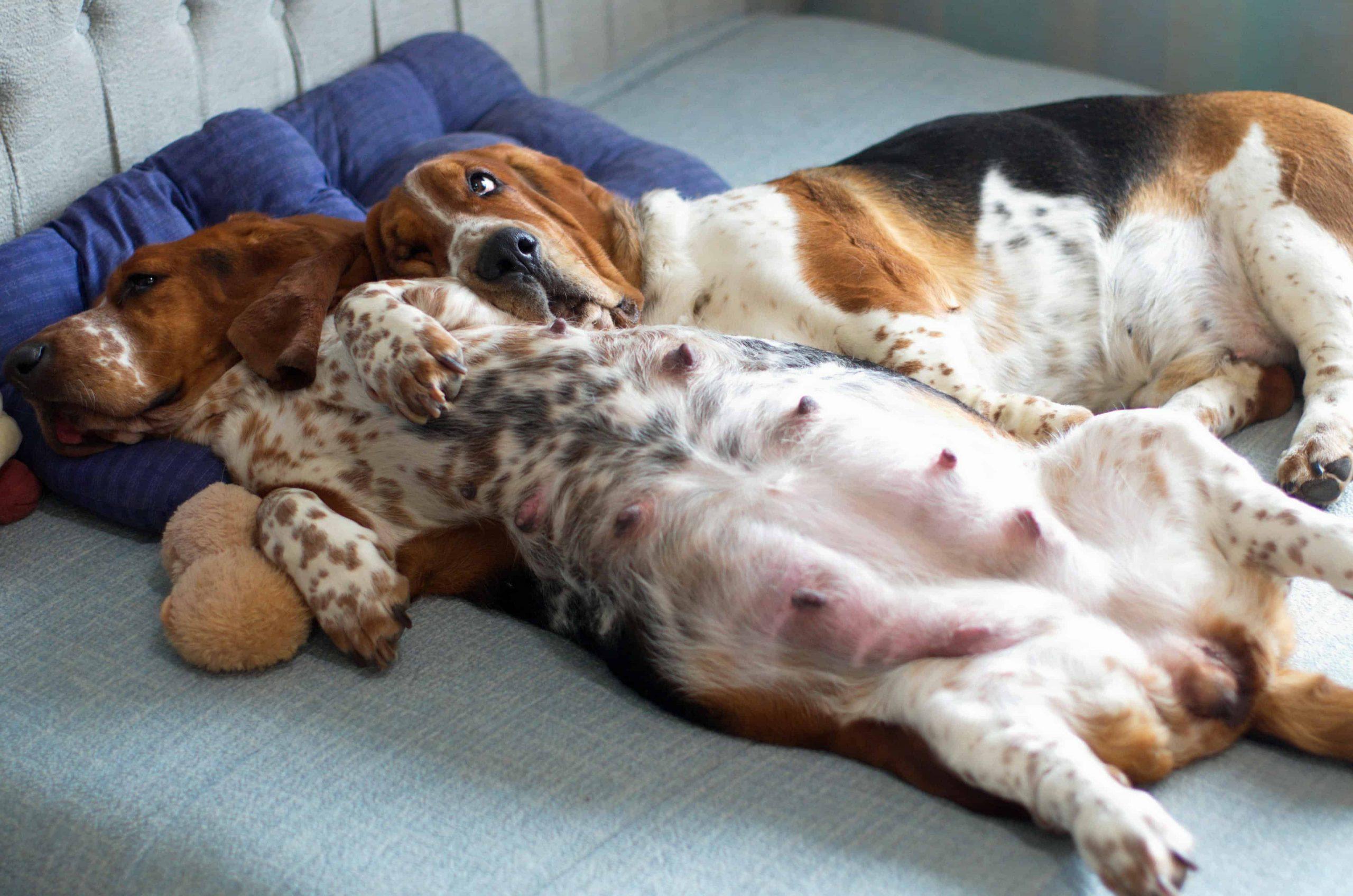 What to do if your dog is pregnant - canine showing the stages of dog pregnancy