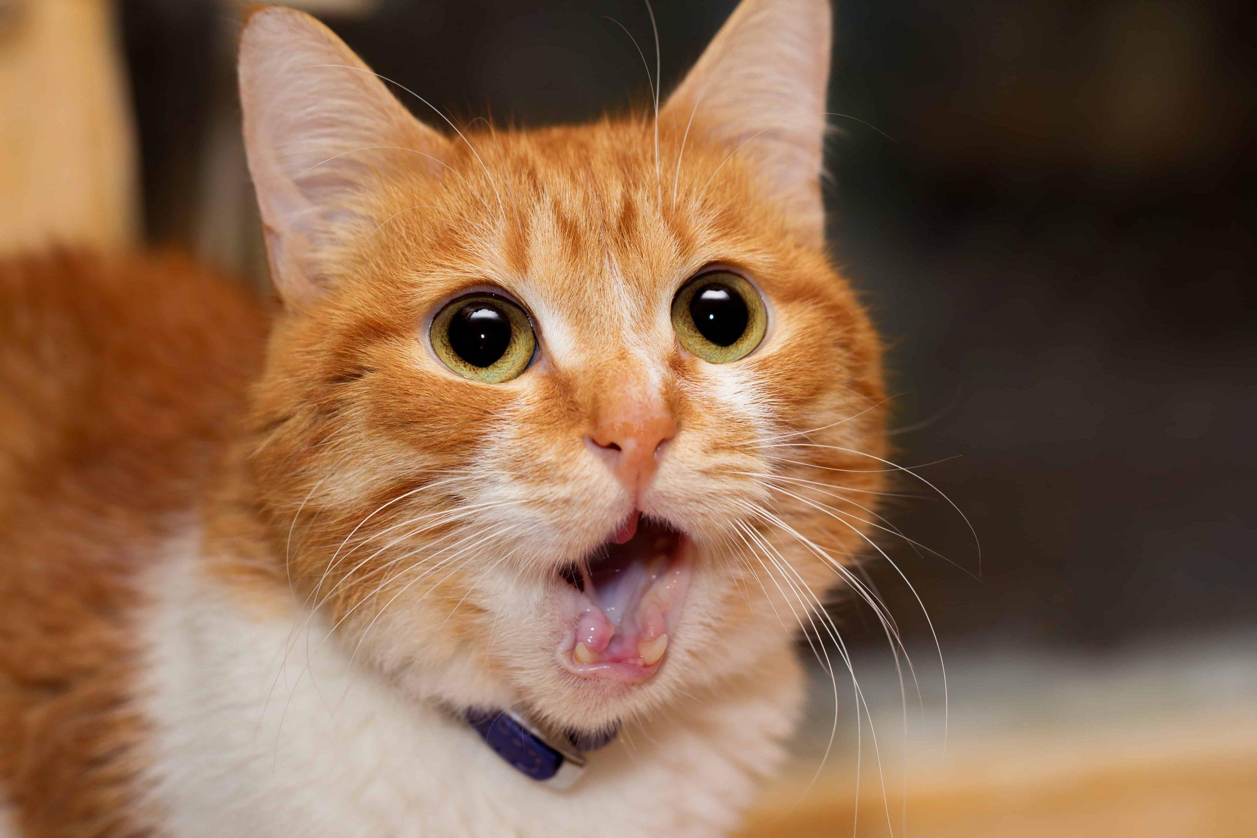 Treatment of seizure in cats - orange cat with opened mouth