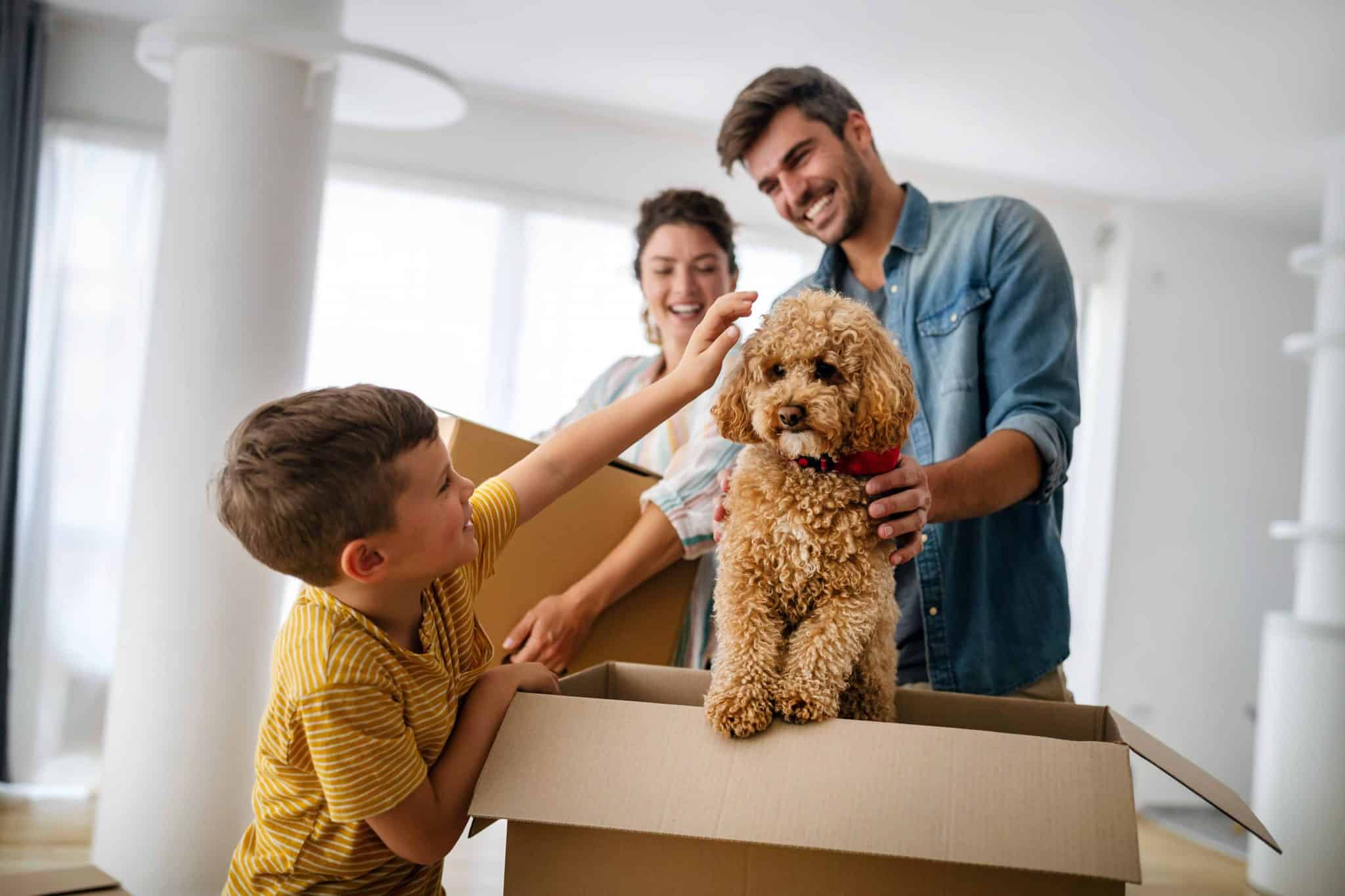 why get pet insurance scaled